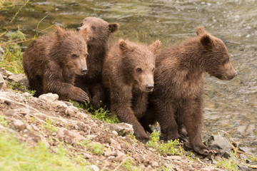 Obraz na płótnie Canvas Four brown bear cubs beside Brooks River