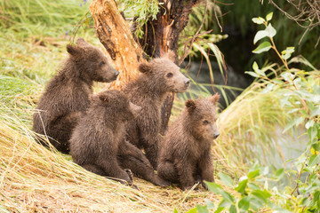 Four bear cubs looking right towards river