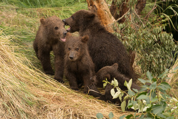 Obraz na płótnie Canvas Four brown bear cubs sitting beneath tree