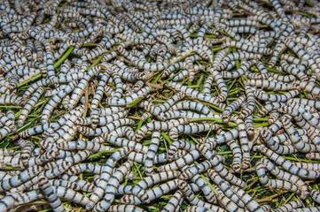 Silkworms eating mulberry leaf in the tray.