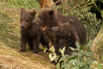 Fototapeta na wymiar Three bear cubs beneath tree facing left