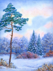 Watercolor landscape. Tall pine tree in winter forest