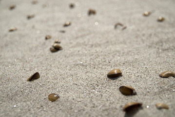 Fototapeta na wymiar Clam shells on the beach covered in sand. 