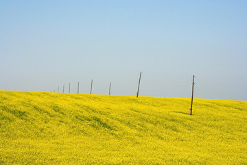 Rapeseed field