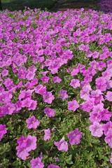 Fototapeta premium ペチュニアの花畑