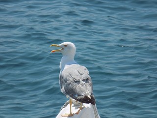 Seagull