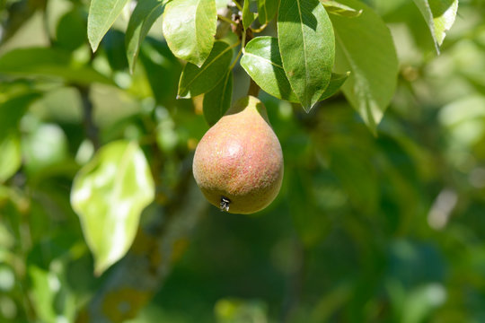 Small pear growing on tree