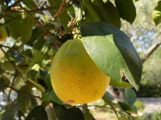 Lemon on tree