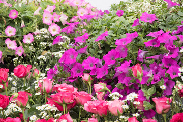 magenta pink petunia and rose