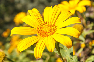 tree marigold / Tree marigold with bokeh background.