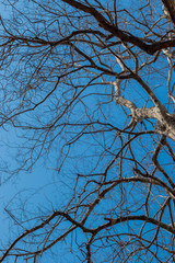 Autumnal tree branch