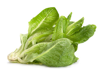 Fototapeta premium Salad vegetable herb