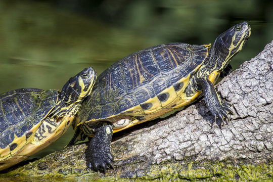 Pond slider turtle sunbathing