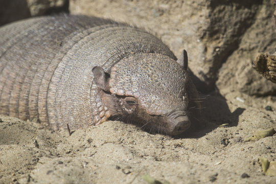 Big Hairy Armadillo Sleeping