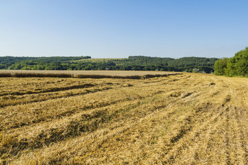 Fototapeta na wymiar Sloping field of wheat. harvest
