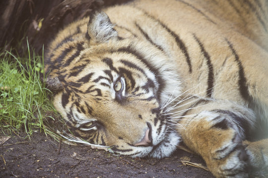 Tiger resting at the ground