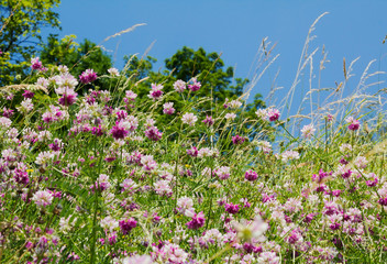 Wiese mit Kronwicken