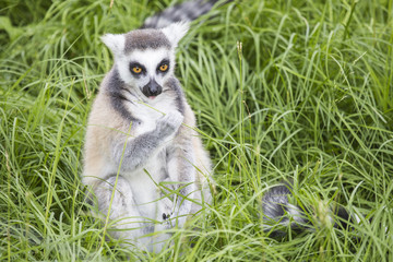 Ring-tailed lemur feeding in the grass