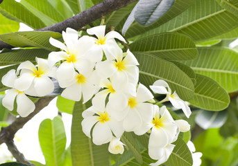 Obraz na płótnie Canvas Plumeria, Tropical flower