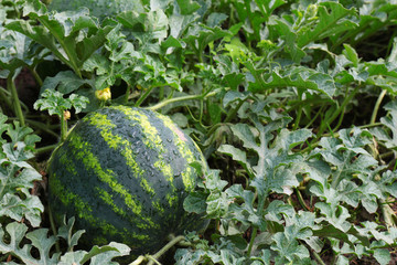 water mellon after rain