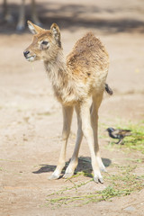 Fototapeta premium Calf of waterbuck standing