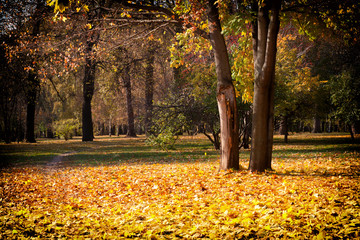 Beautiful park in sunny autumn day