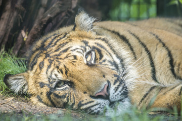 Tiger resting at the ground