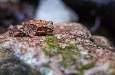 Macro of a brown frog