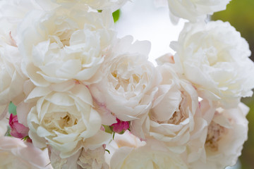 Big bush of the blossoming white roses