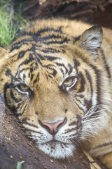 Tiger resting at the ground