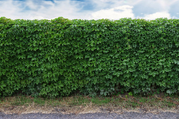 Fototapeta na wymiar ideas for garden - Green ivy wall over blue sky