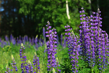 Lupinus, lupin, lupine field with pink purple and blue flowers