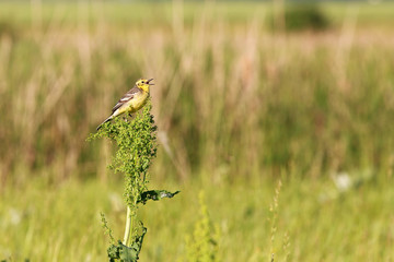 Yellow Wagtail, [Motacilla flava]