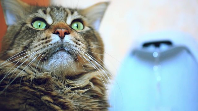 Cat maine coon lying near the fountain automatic waterers for
