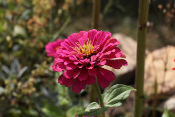 Zinnia