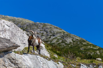 Goat in alps