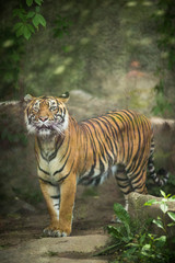 Fototapeta na wymiar Closeup of a Siberian tiger also know as Amur tiger 