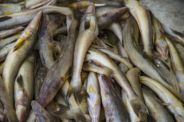 Fish on display