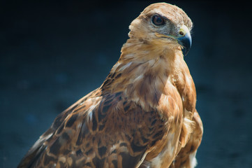 steppe eagle