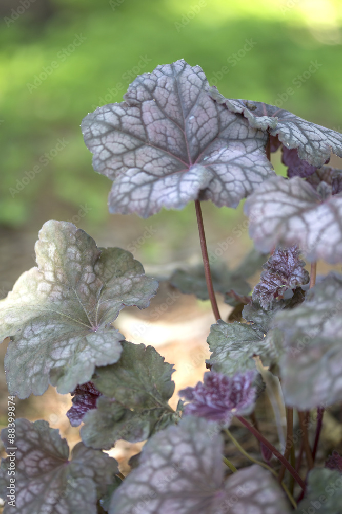 Wall mural Heuchera - Velvet Night