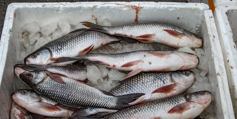 Fish on sale with ice