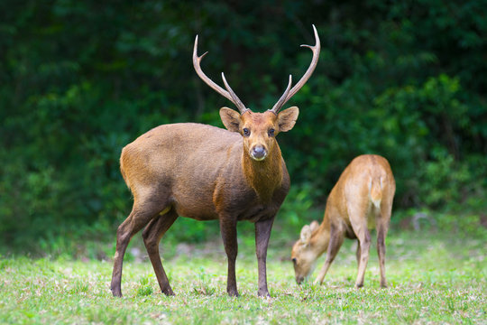 Fototapeta Hog deer on field, Phukhieo Wildlife Sanctuary, Chaiyaphum province. Thailand