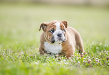Cute english bulldog puppies playing outdors