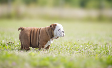 Cute english bulldog puppies playing outdors