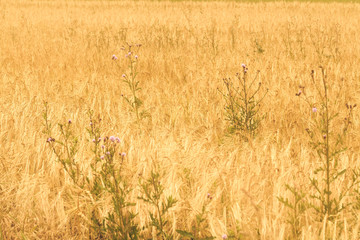 Summer Outdoors Landscape in the Rural Countryside