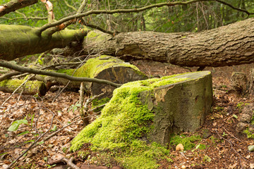 Baumstumpf mit Baumleichen