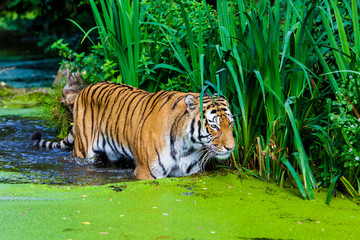 Tiger in water