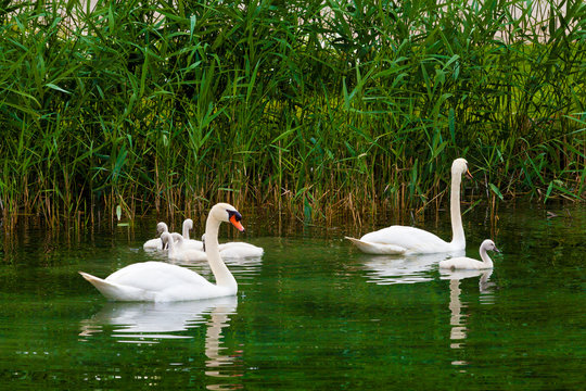 Swans on the lake. Swans with nestlings.  Swan with chicks. Mute