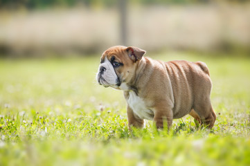 Cute english bulldog puppies playing outdors