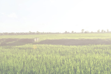 rice field on vintage effect
